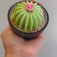 Cactus Candle